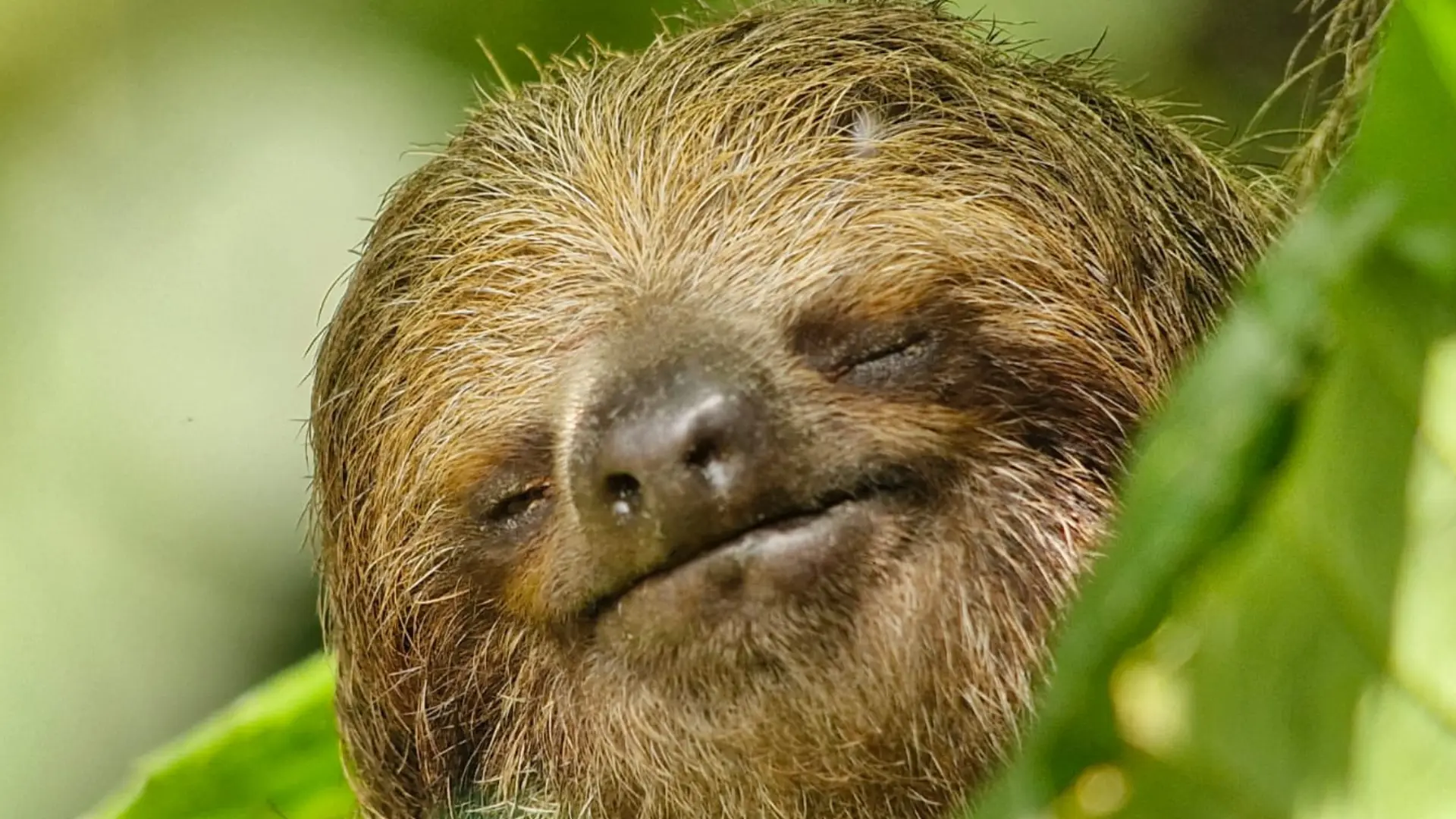 Sloth watching main image