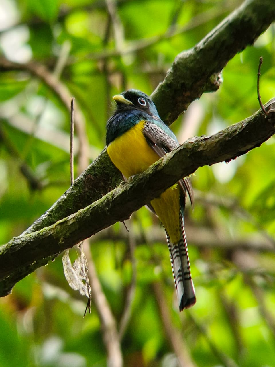 Colorful bird