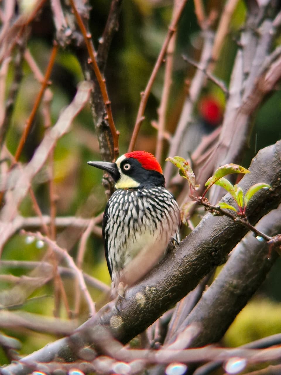Tropical bird