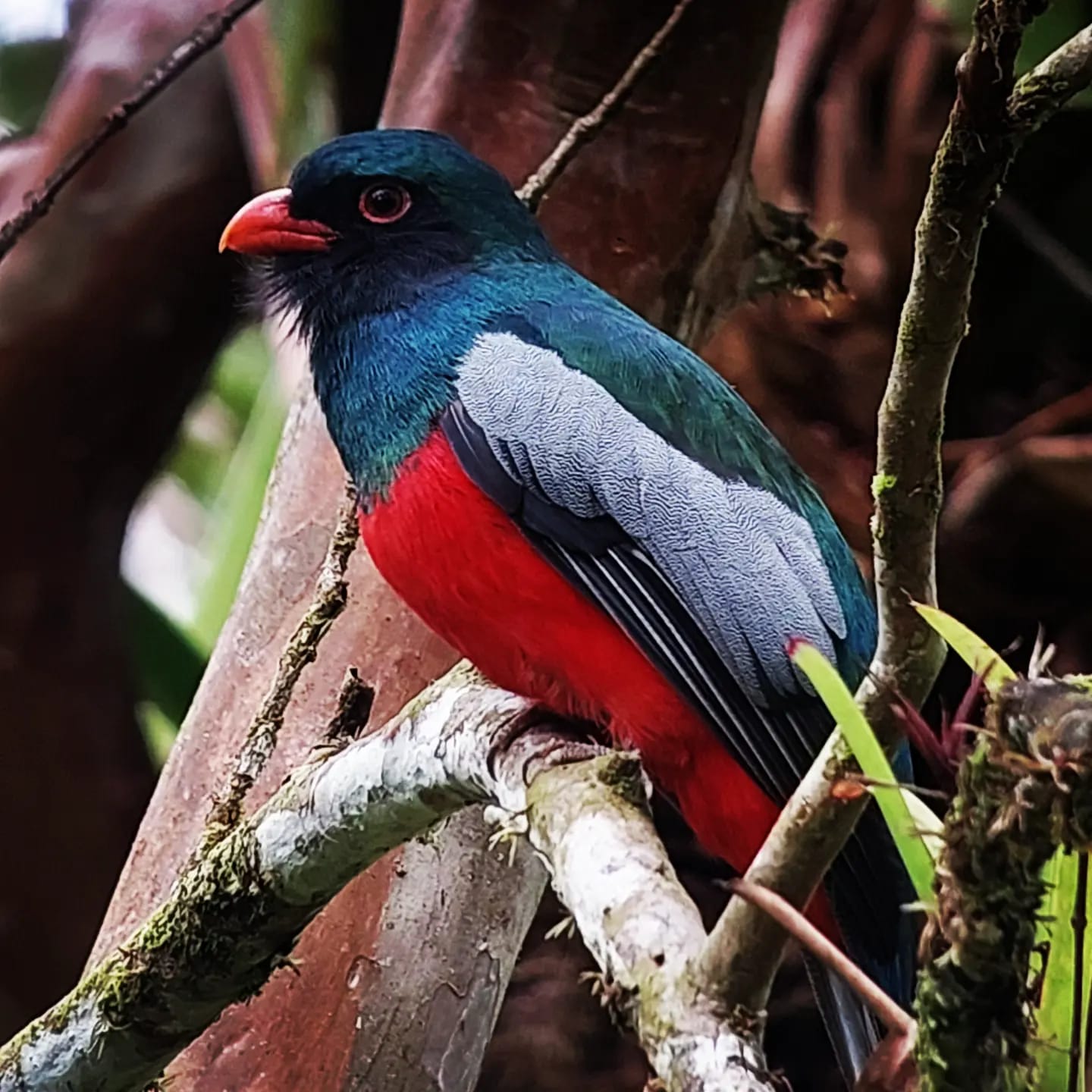 Bird species