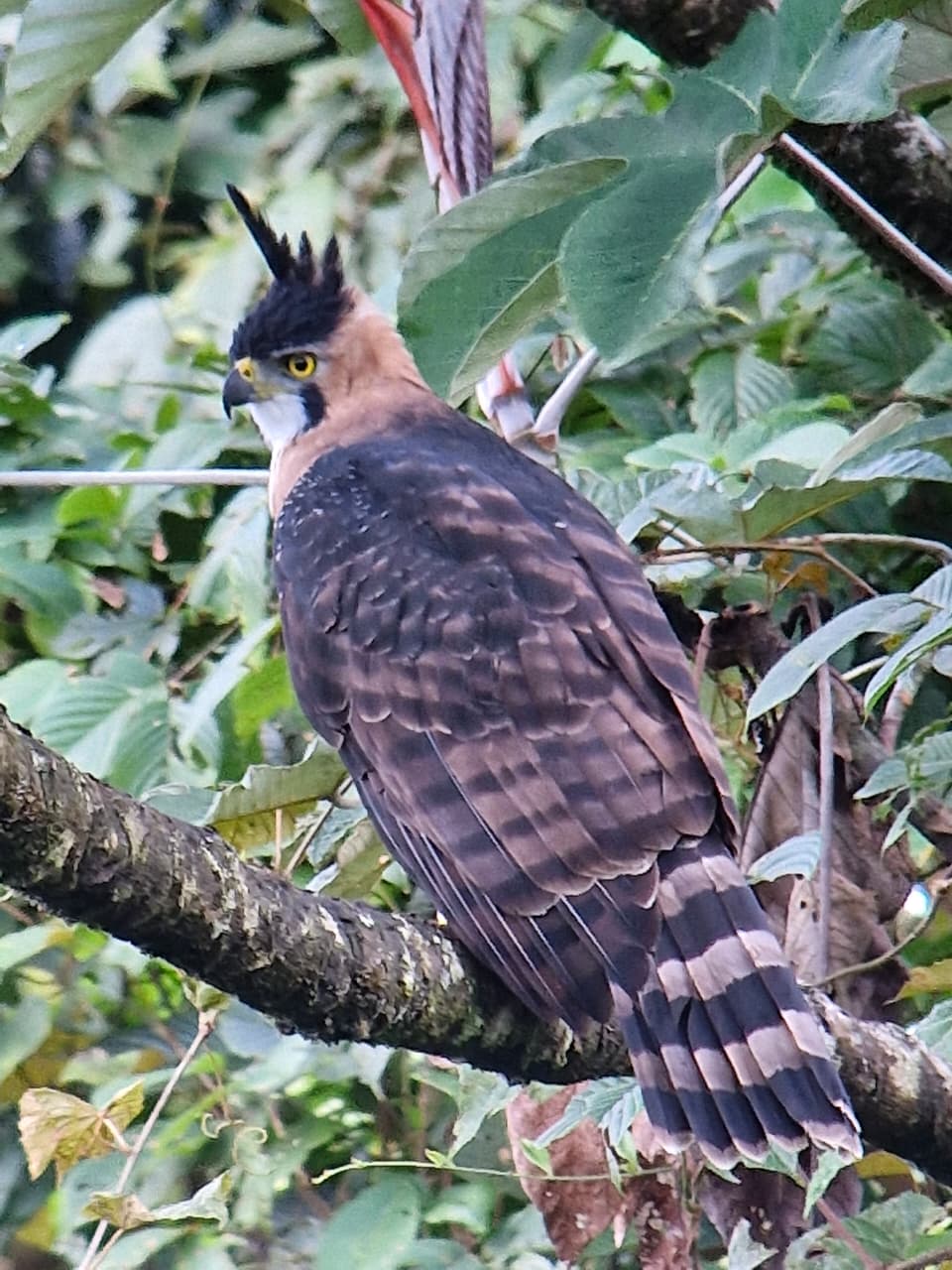 Rainforest bird