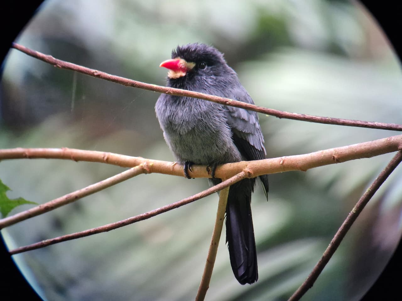 Bird on branch
