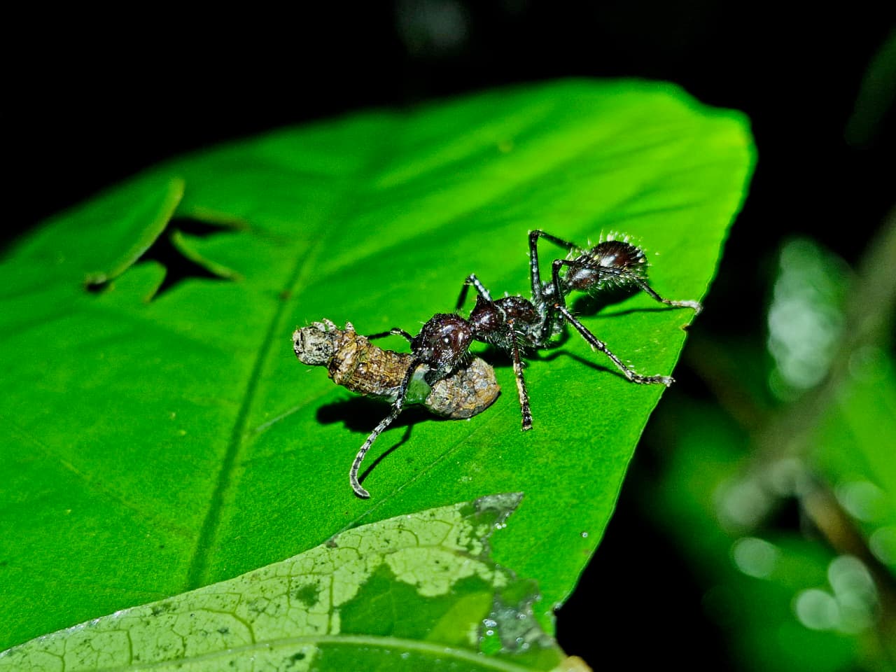 Night wildlife