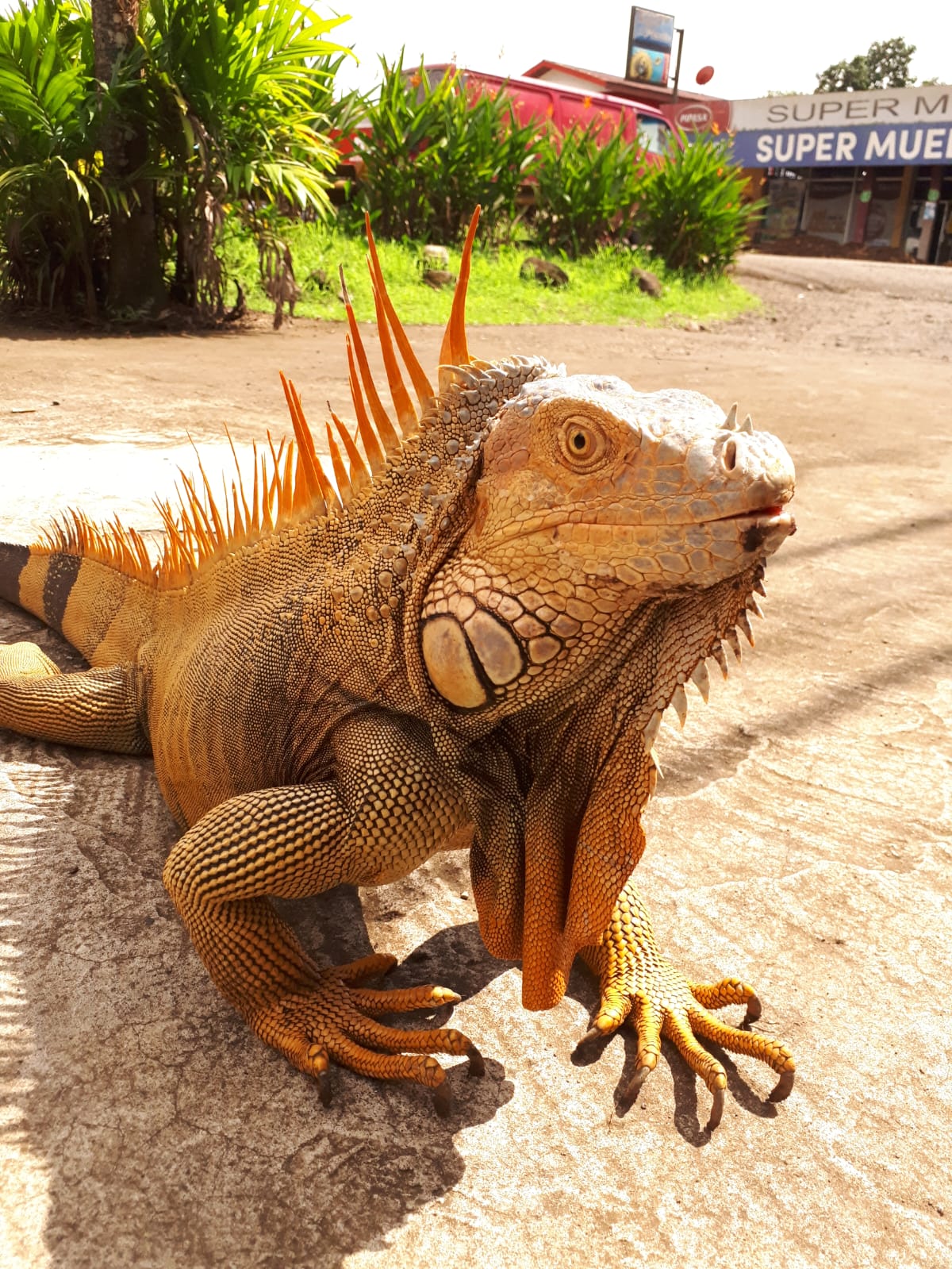 Iguana 1