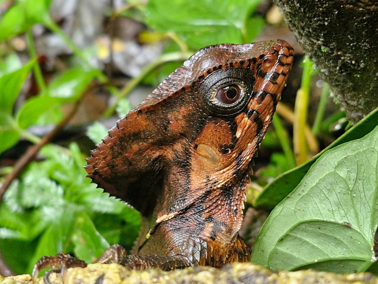 Iguana 2