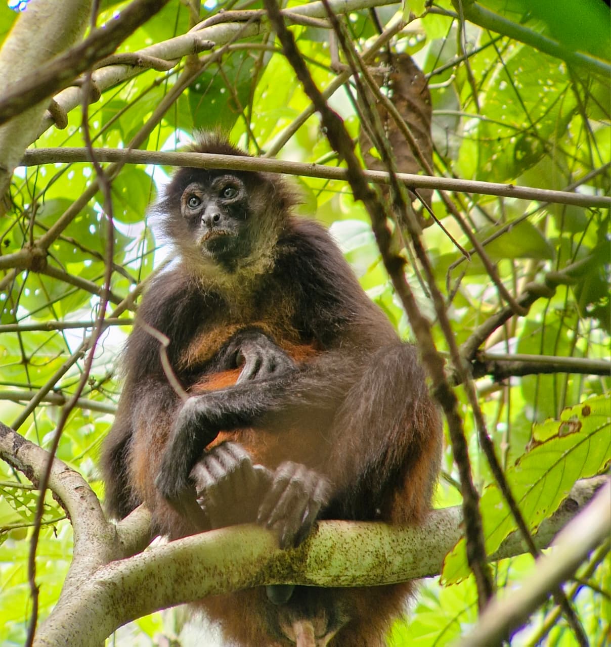 Monkey 1