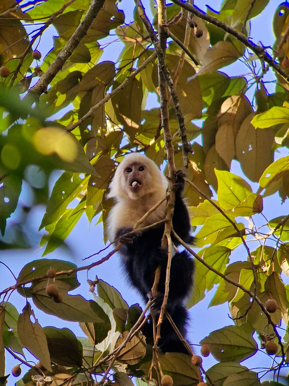Monkey 2