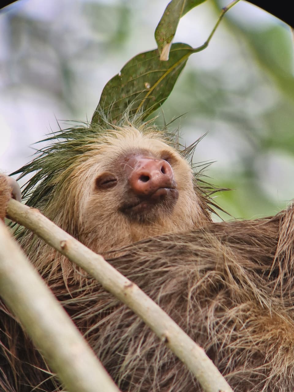 Sloth 1