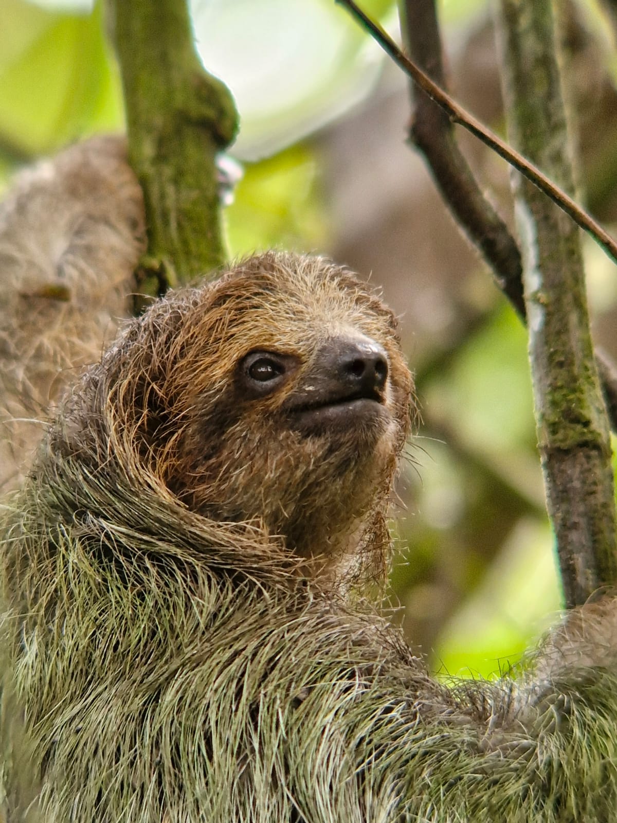 Sloth 2