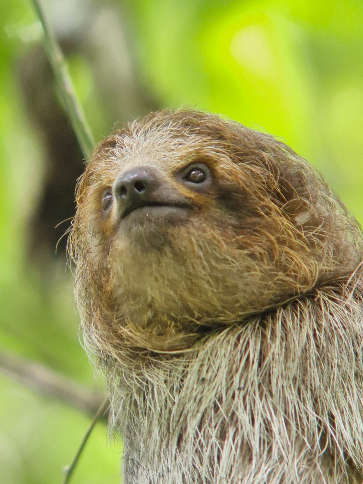 Sloth 3