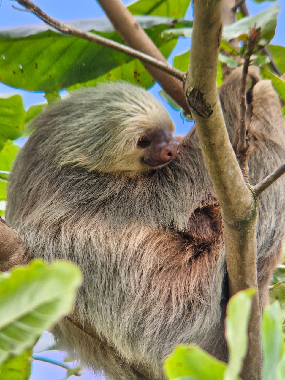 Sloth 4