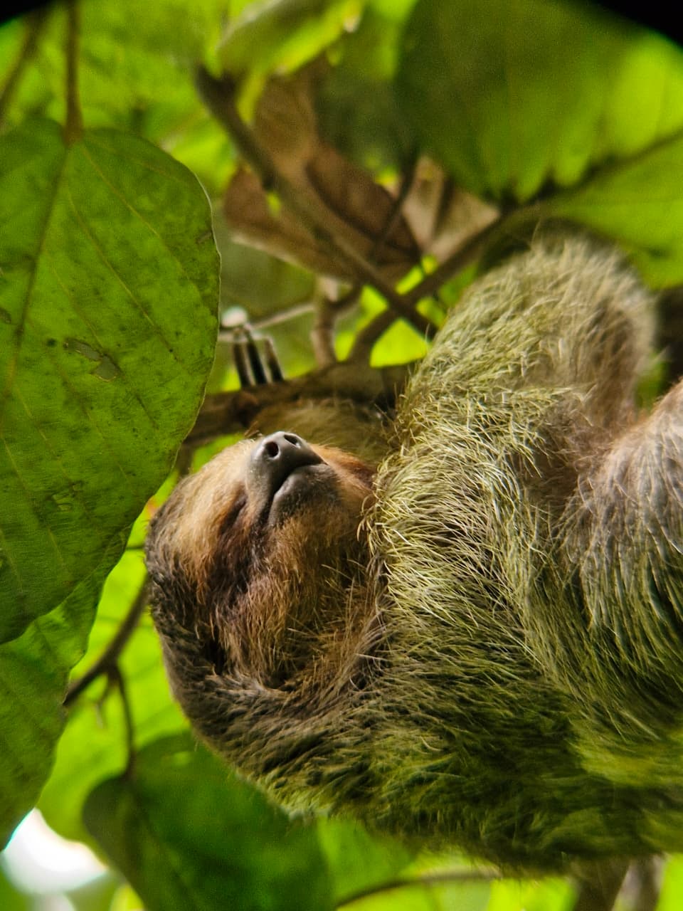 Sloth 6