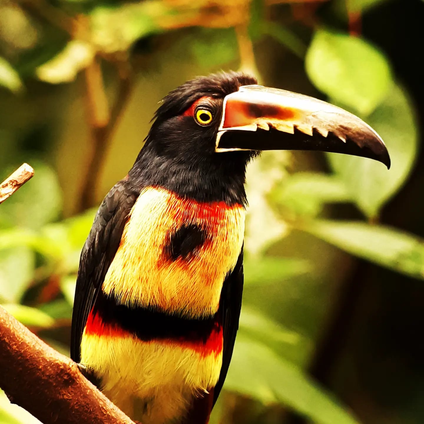 Toucan