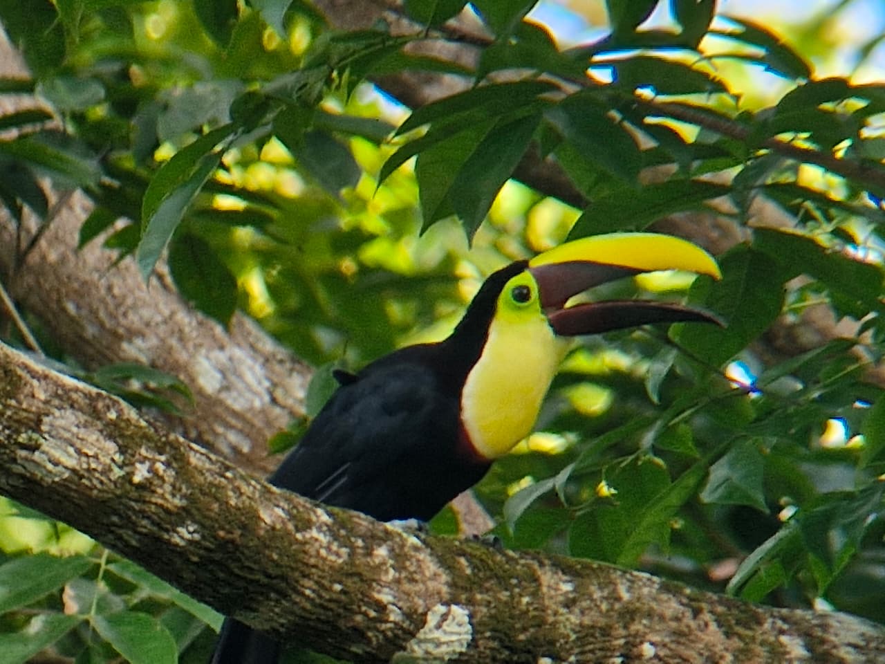 Toucan in nature